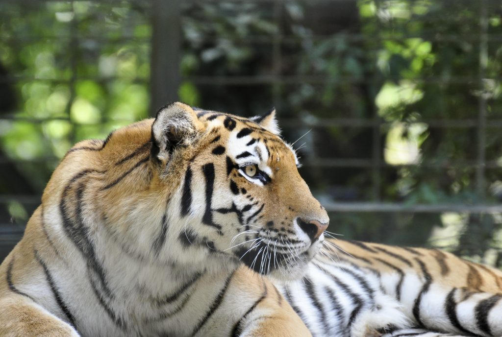 Lo zoo di Londra - la fauna selvatica nel cuore di Londra - ne vale la pena?